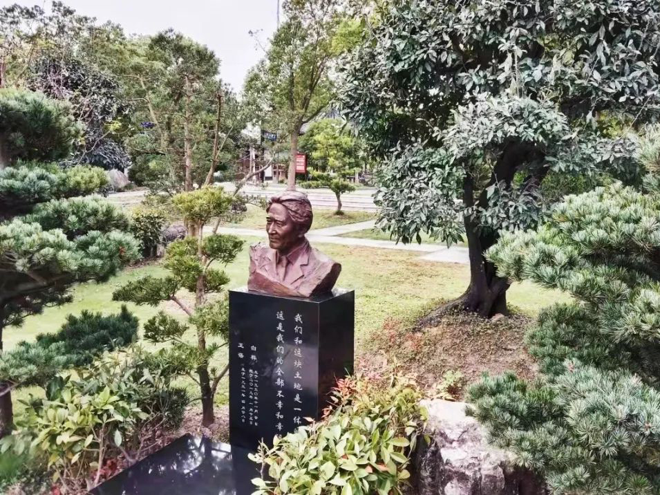 白桦