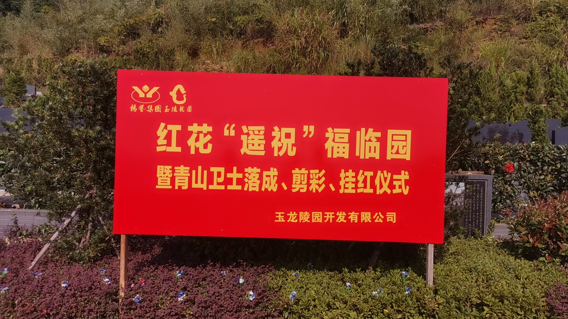 红花传爱意，情满玉龙园！