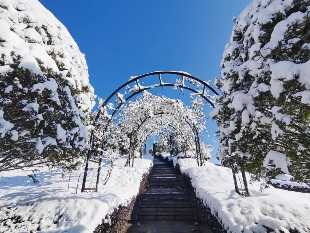 雪落玉龙，三冬含暖。